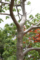 Gyrocarpus americanus