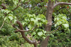 Gyrocarpus americanus