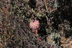 Protea sulphurea