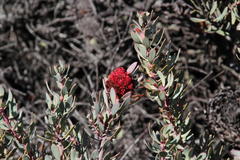 Protea sulphurea