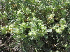 Atriplex lindleyi inflata