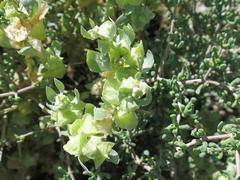 Atriplex lindleyi inflata