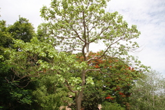 Gyrocarpus americanus