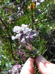 Paranomus abrotanifolius