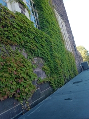 Parthenocissus tricuspidata