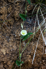 Convolvulus natalensis