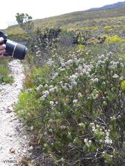 Paranomus abrotanifolius