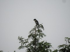 Pericrocotus erythropygius