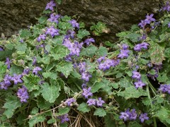 Campanula elatines