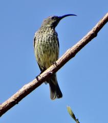 Chalcomitra senegalensis gutturalis