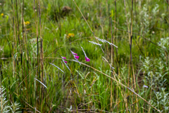 Dierama reynoldsii