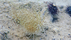 Pachycerianthus solitarius