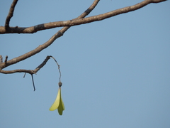 Gyrocarpus americanus
