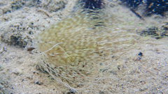 Pachycerianthus solitarius