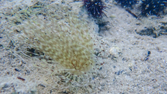 Pachycerianthus solitarius