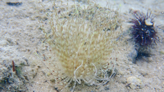 Pachycerianthus solitarius