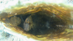 Parablennius tentacularis