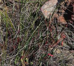 Pelargonium lanceolatum