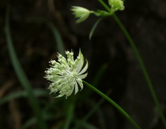 Astrantia minor