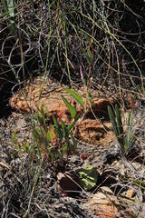Pelargonium lanceolatum