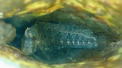 Parablennius tentacularis