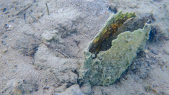 Parablennius tentacularis