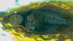 Parablennius tentacularis