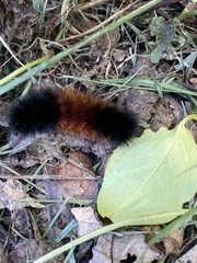 Pyrrharctia isabella