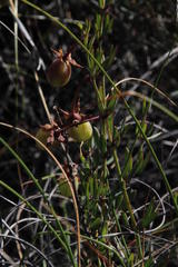 Pelargonium lanceolatum