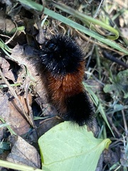 Pyrrharctia isabella