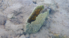 Parablennius tentacularis