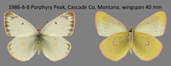 Colias skinneri
