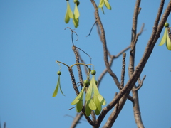 Gyrocarpus americanus