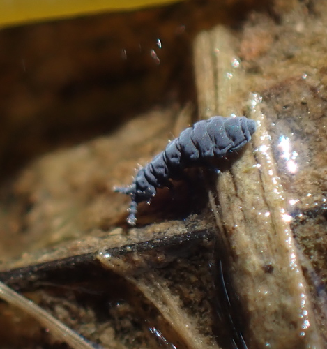 Seashore Springtail, photo 3 of 8