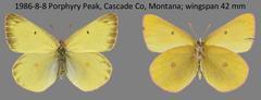 Colias skinneri