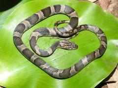 Leptodeira splendida ephippiata