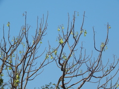 Gyrocarpus americanus
