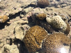 Dichocoenia stokesii