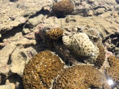 Dichocoenia stokesii