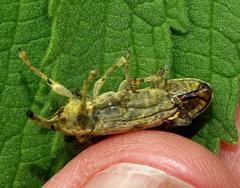 Gasteroclisus