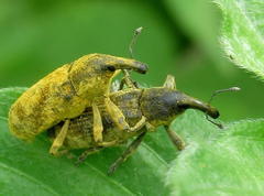 Gasteroclisus
