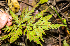 Doryopteris concolor