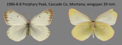 Colias skinneri