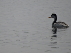 Aechmophorus clarkii