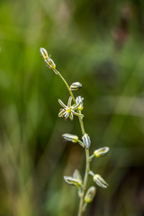 Drimia echinostachya