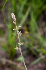 Drimia echinostachya