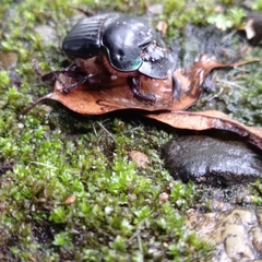 Coprophanaeus