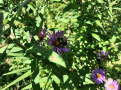 Bombus impatiens