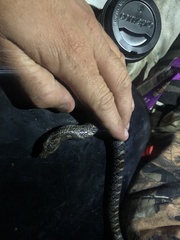 Pseudoficimia frontalis