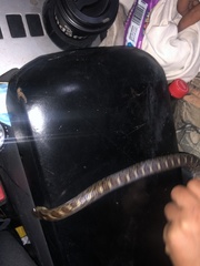 Pseudoficimia frontalis